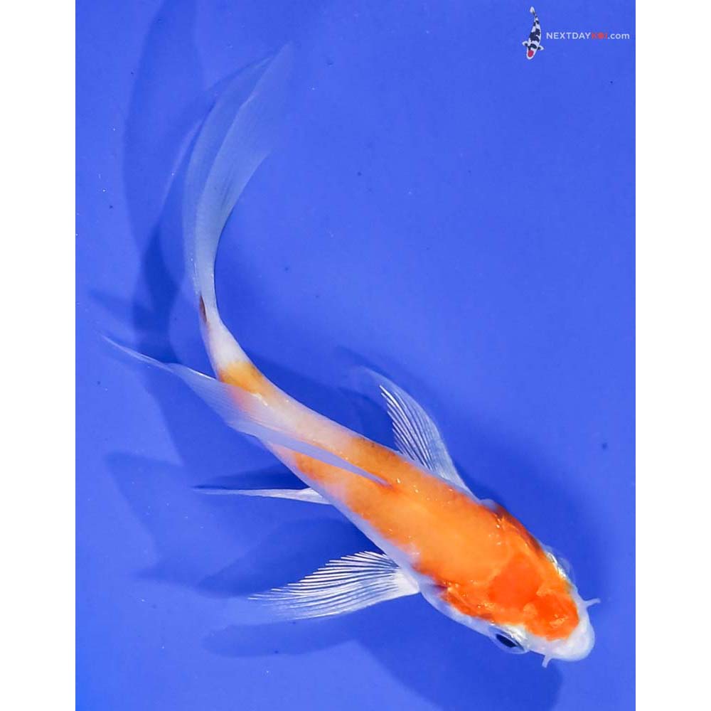 3” Imported Hariwake Butterfly Koi