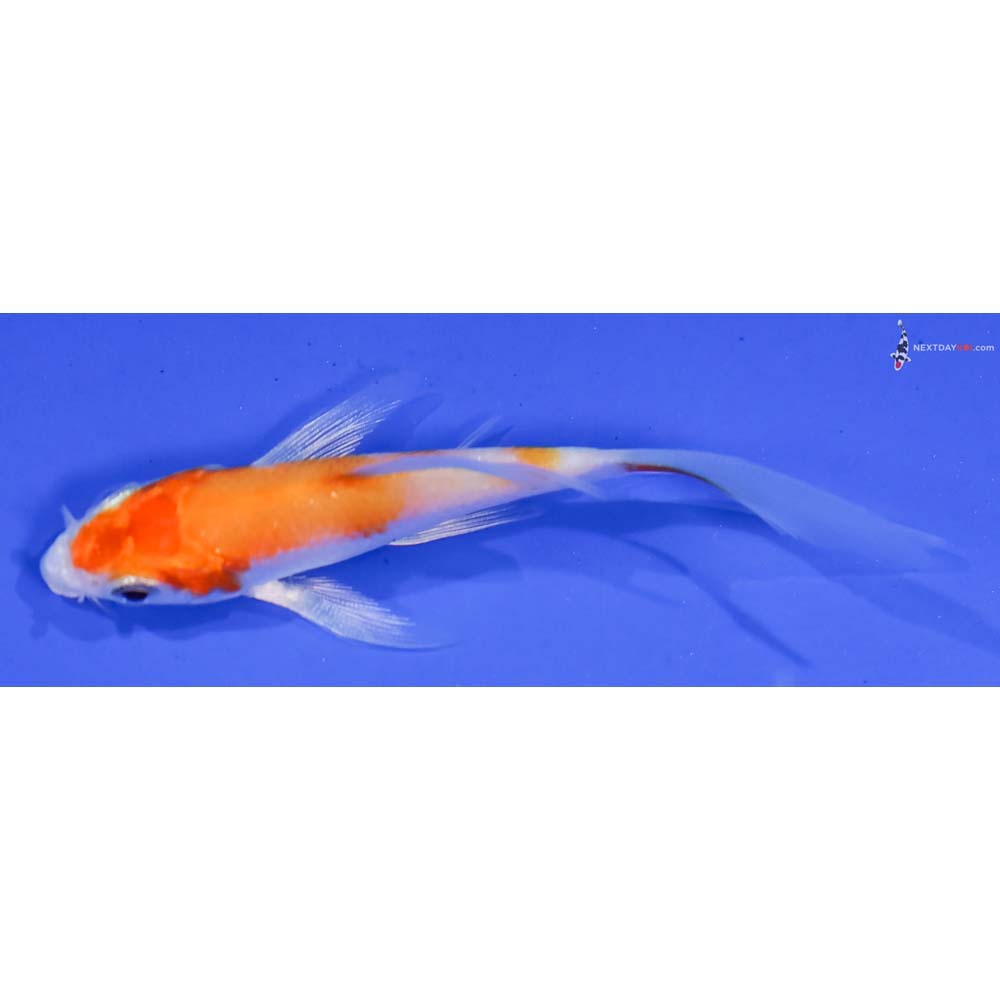3” Imported Hariwake Butterfly Koi