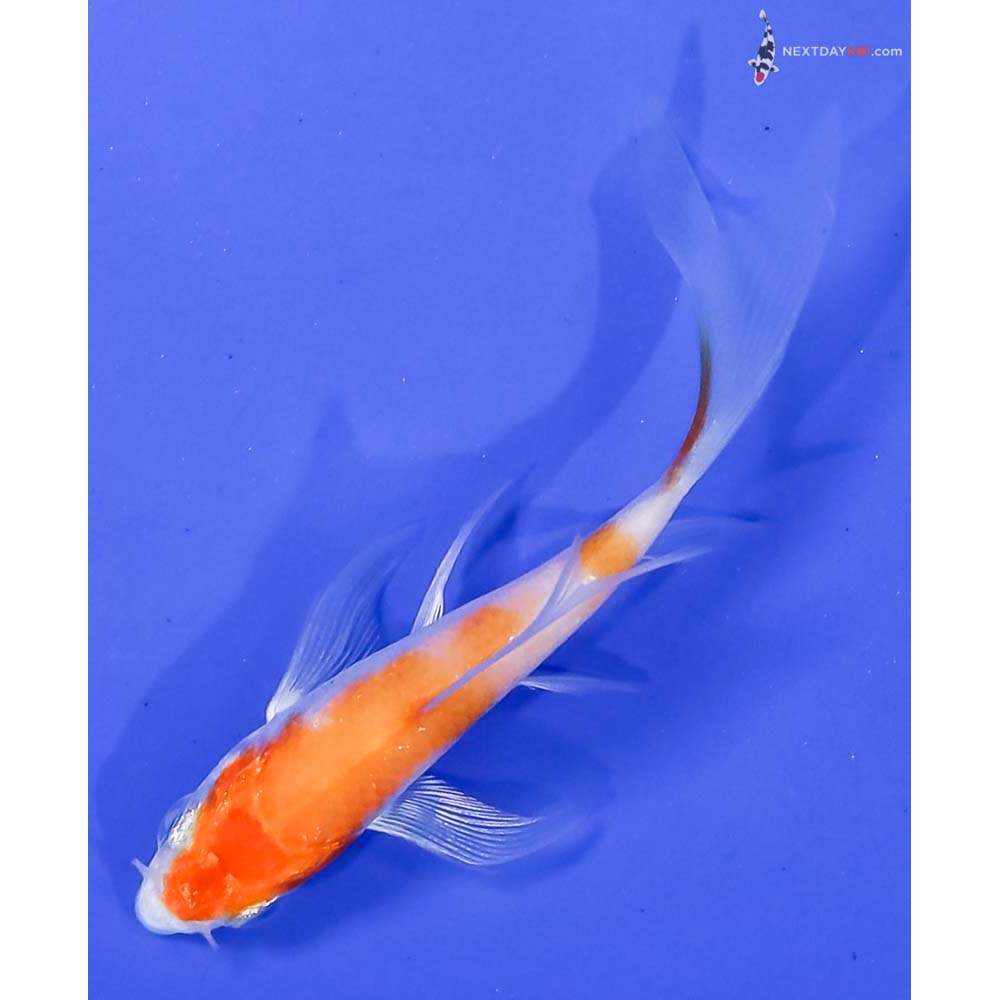 3” Imported Hariwake Butterfly Koi