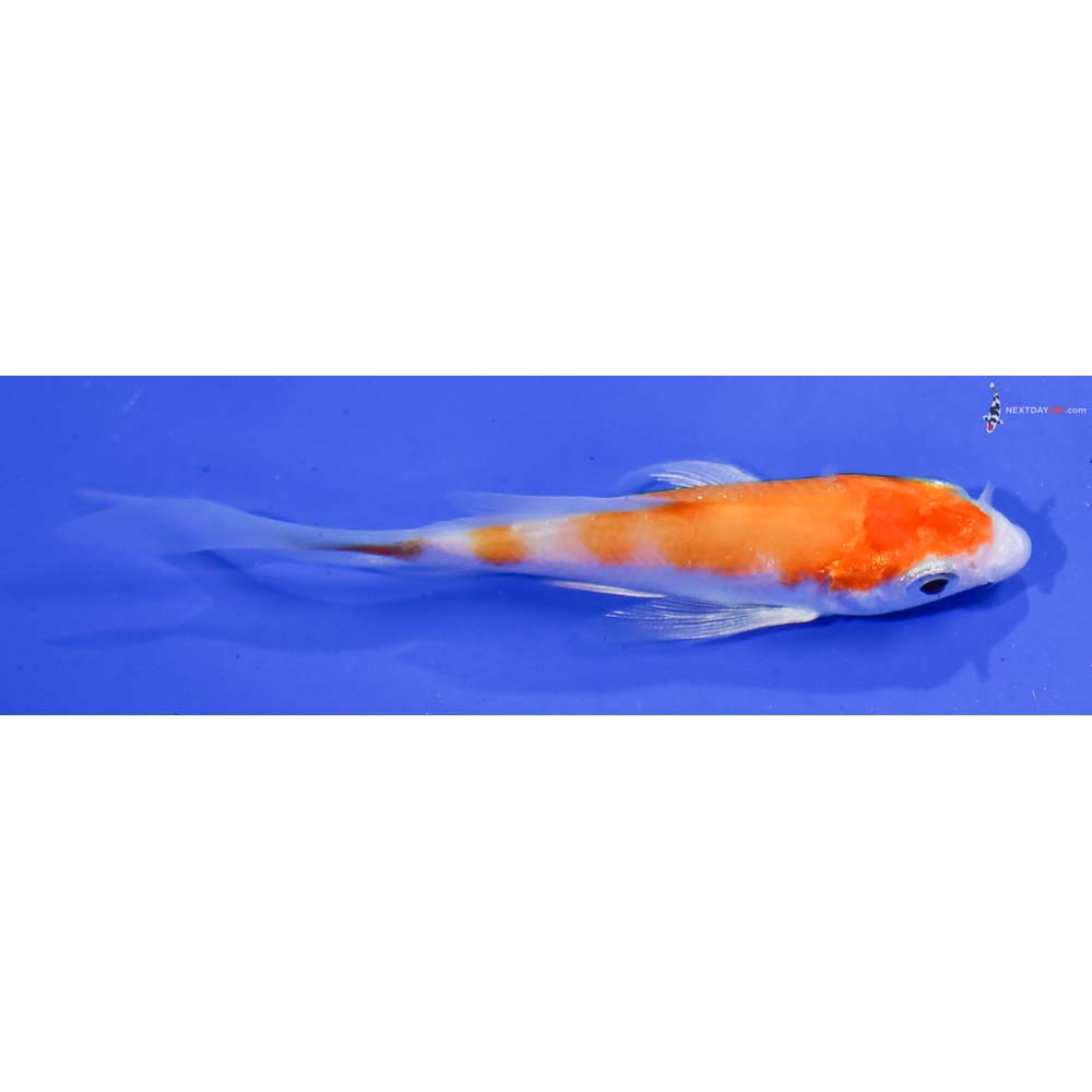 3” Imported Hariwake Butterfly Koi