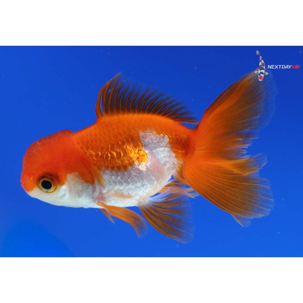 3” Imported Red and White Oranda