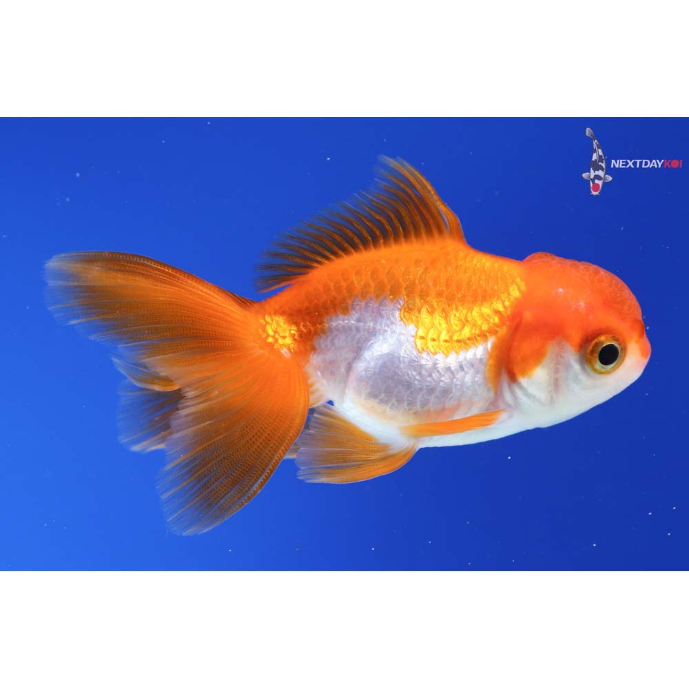 3” Imported Red and White Oranda