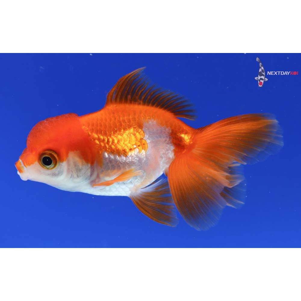 3” Imported Red and White Oranda