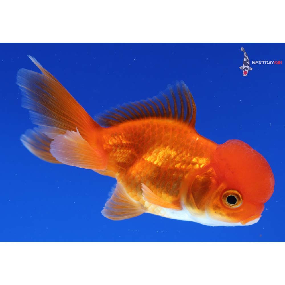 3.5” Imported Red Oranda