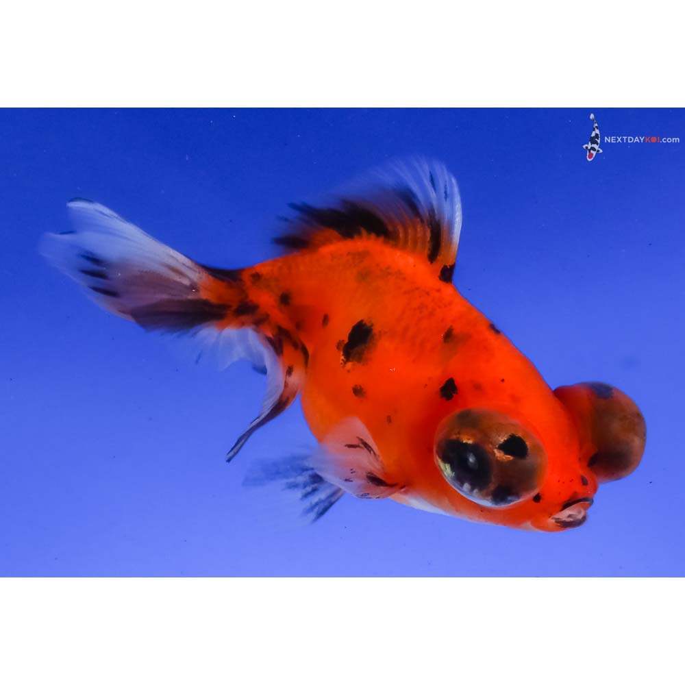 4” Imported Calico Telescope Fantail