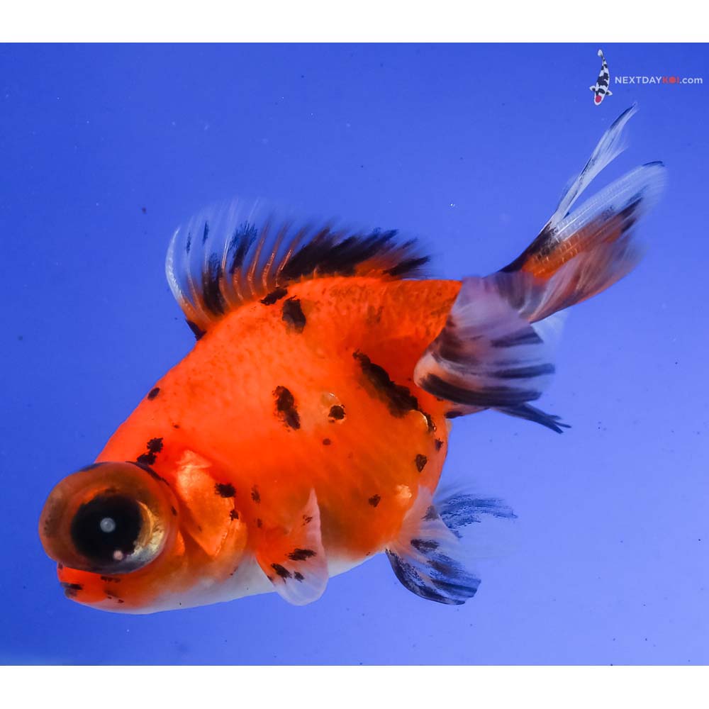 4” Imported Calico Telescope Fantail