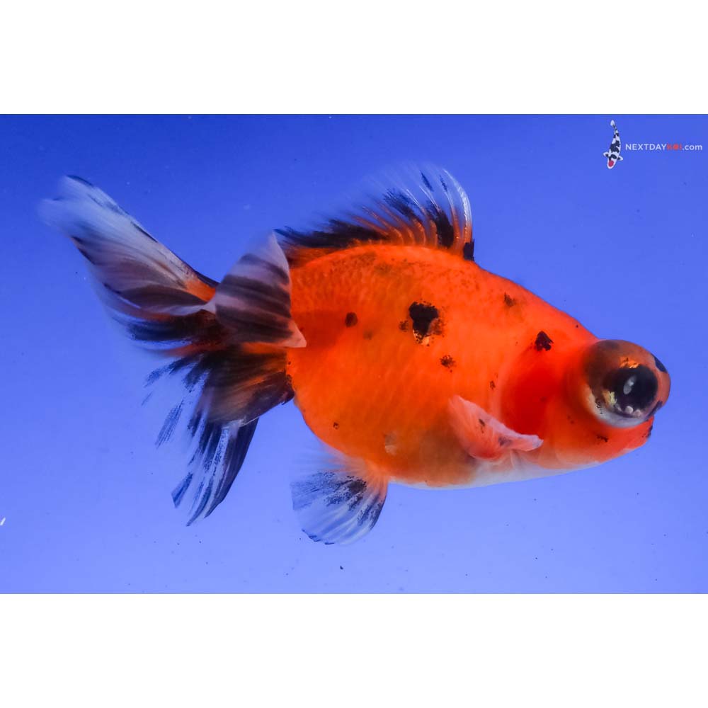 4” Imported Calico Telescope Fantail