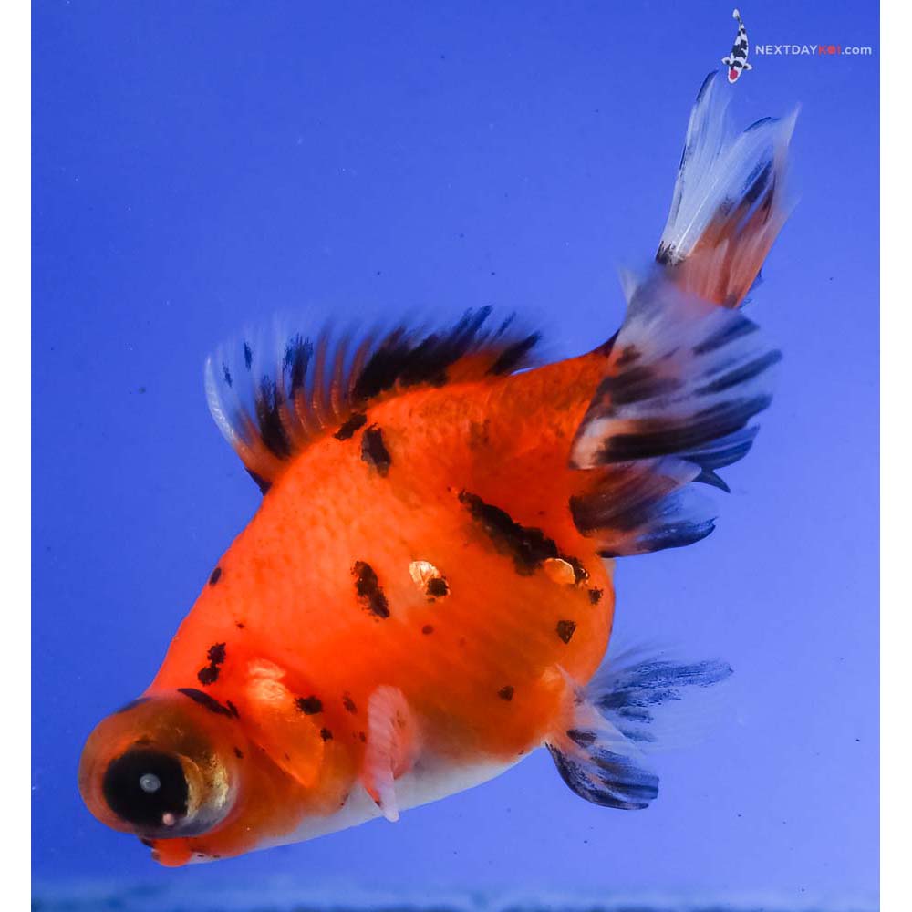 4” Imported Calico Telescope Fantail