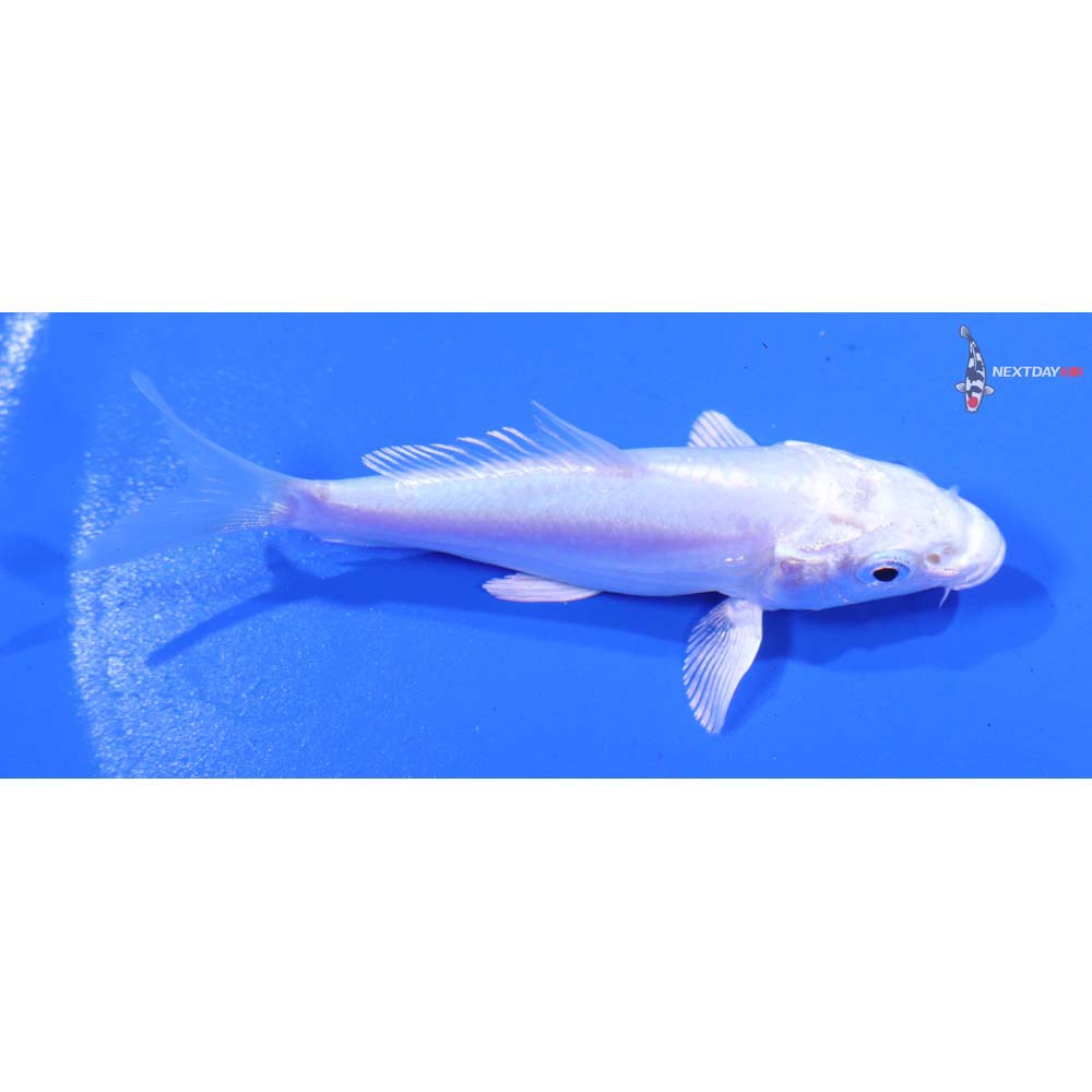 3.5” Imported Doitsu Platinum Ogon