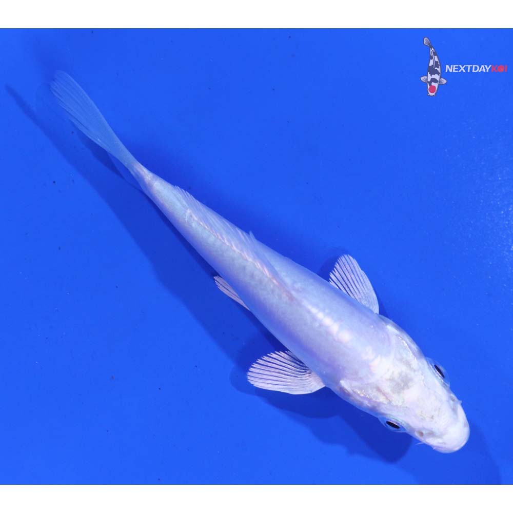 3.5” Imported Doitsu Platinum Ogon