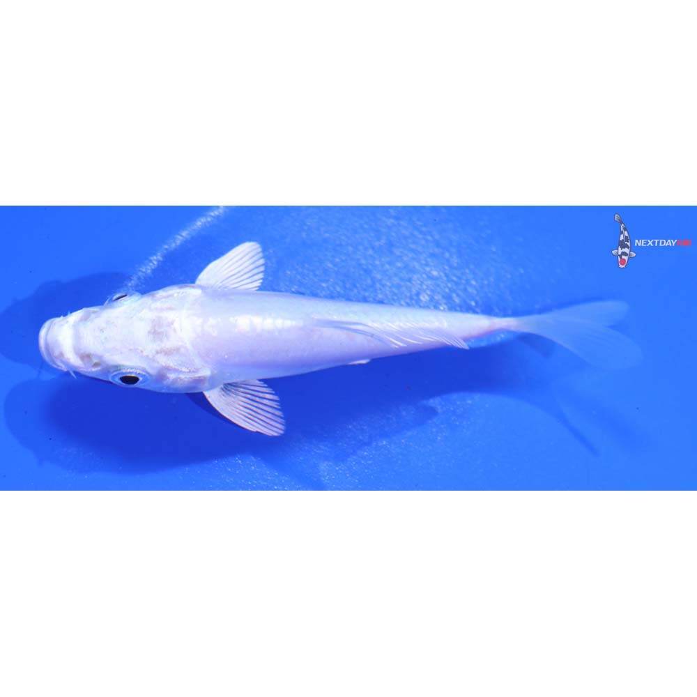 3.5” Imported Doitsu Platinum Ogon