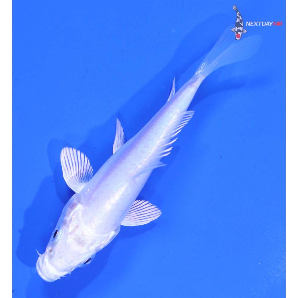 3.5” Imported Doitsu Platinum Ogon