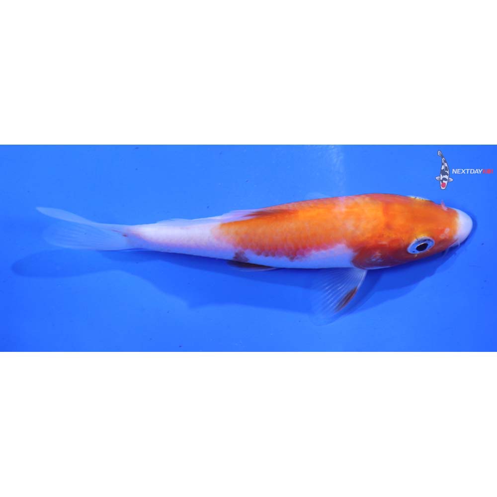 4” Imported Kohaku