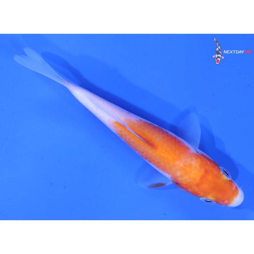 4” Imported Kohaku