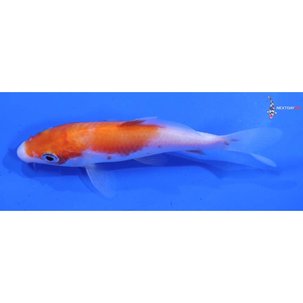 4” Imported Kohaku