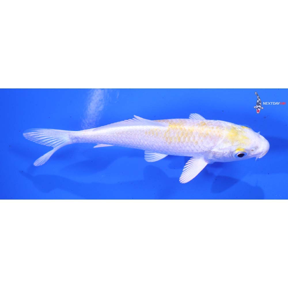 4” Imported Lemon Hariwake