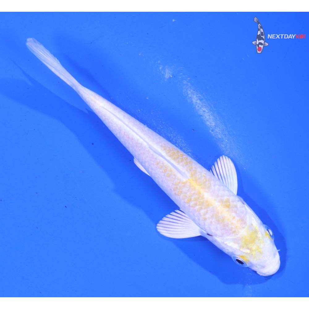 4” Imported Lemon Hariwake