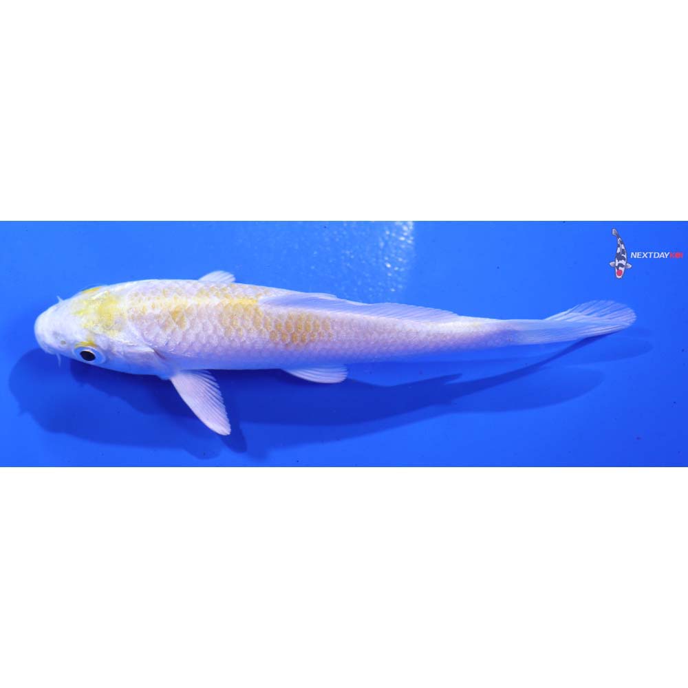 4” Imported Lemon Hariwake