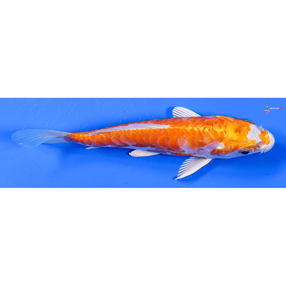 4.5” Imported Kikusui