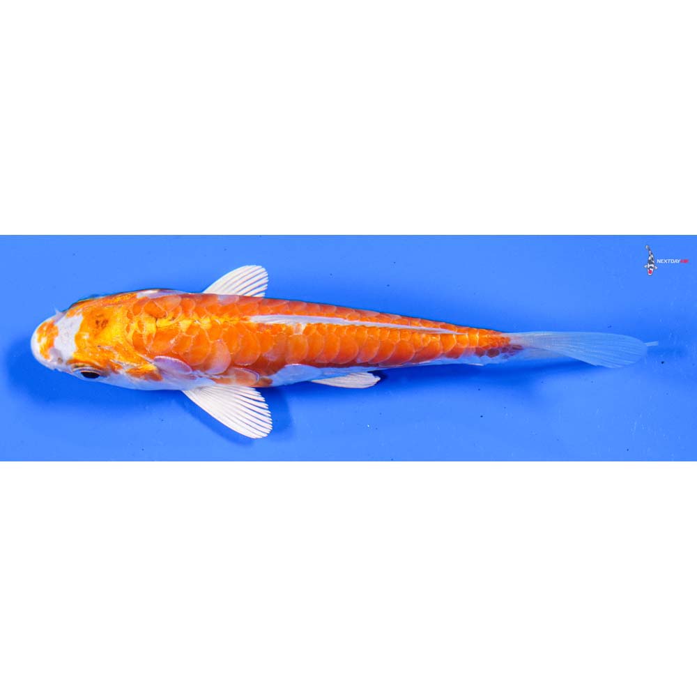 4.5” Imported Kikusui