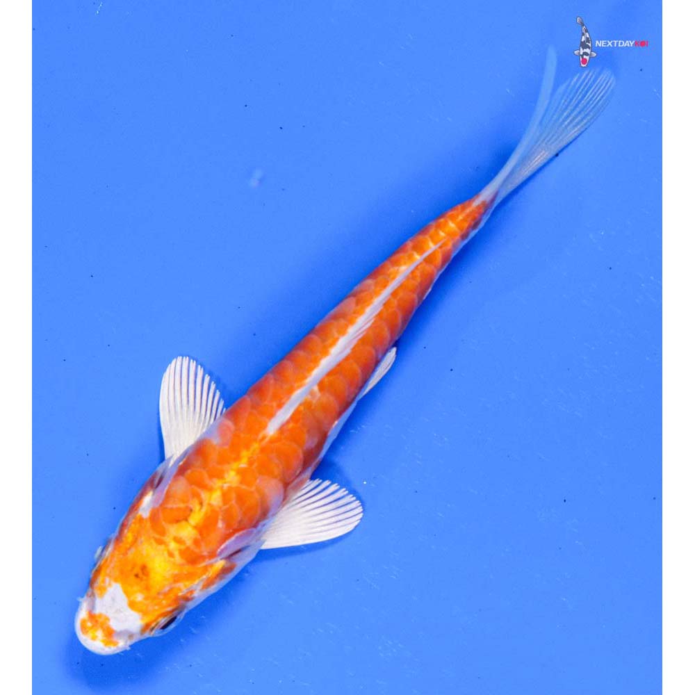 4.5” Imported Kikusui