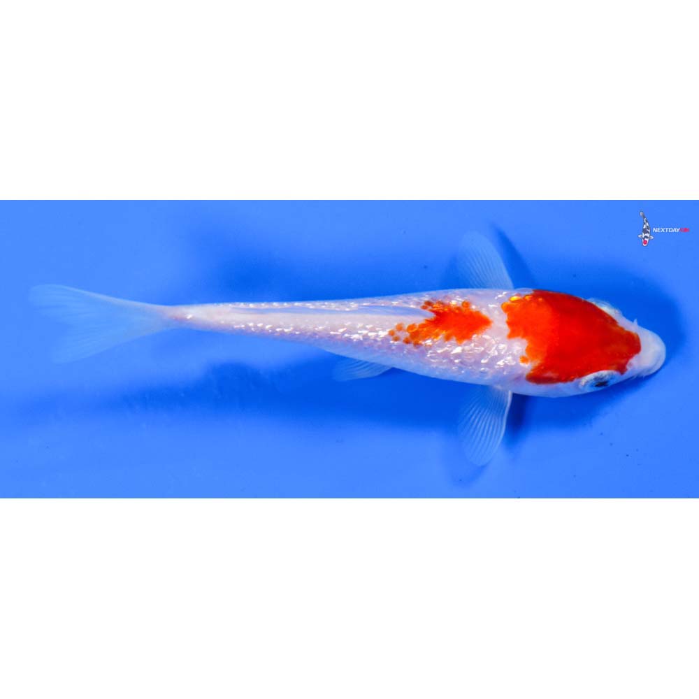 5” Imported Gin Rin Kohaku