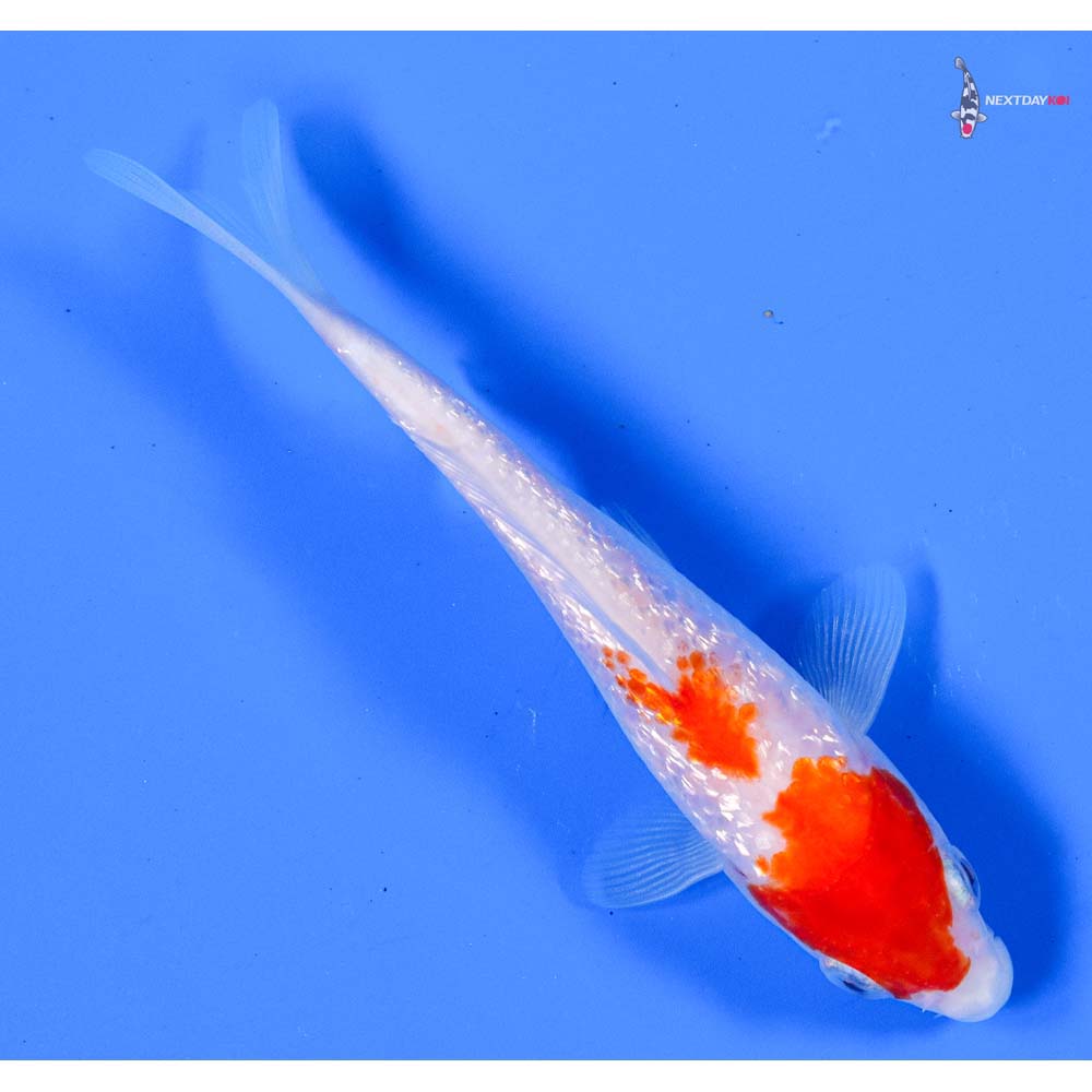 5” Imported Gin Rin Kohaku