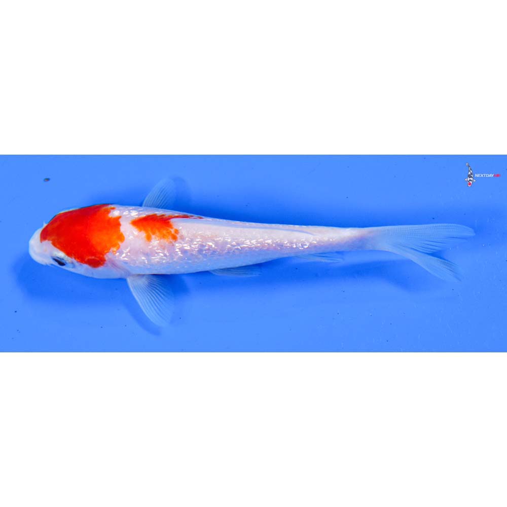 5” Imported Gin Rin Kohaku
