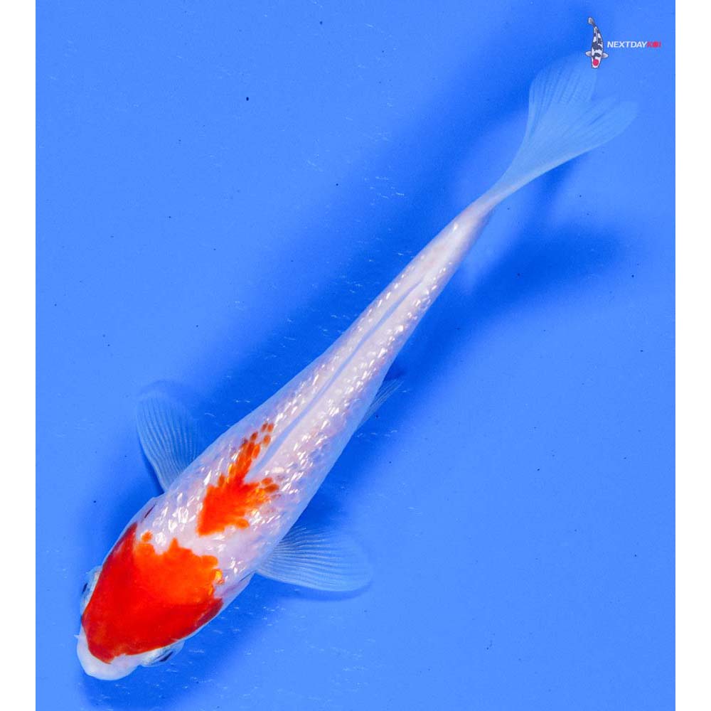 5” Imported Gin Rin Kohaku