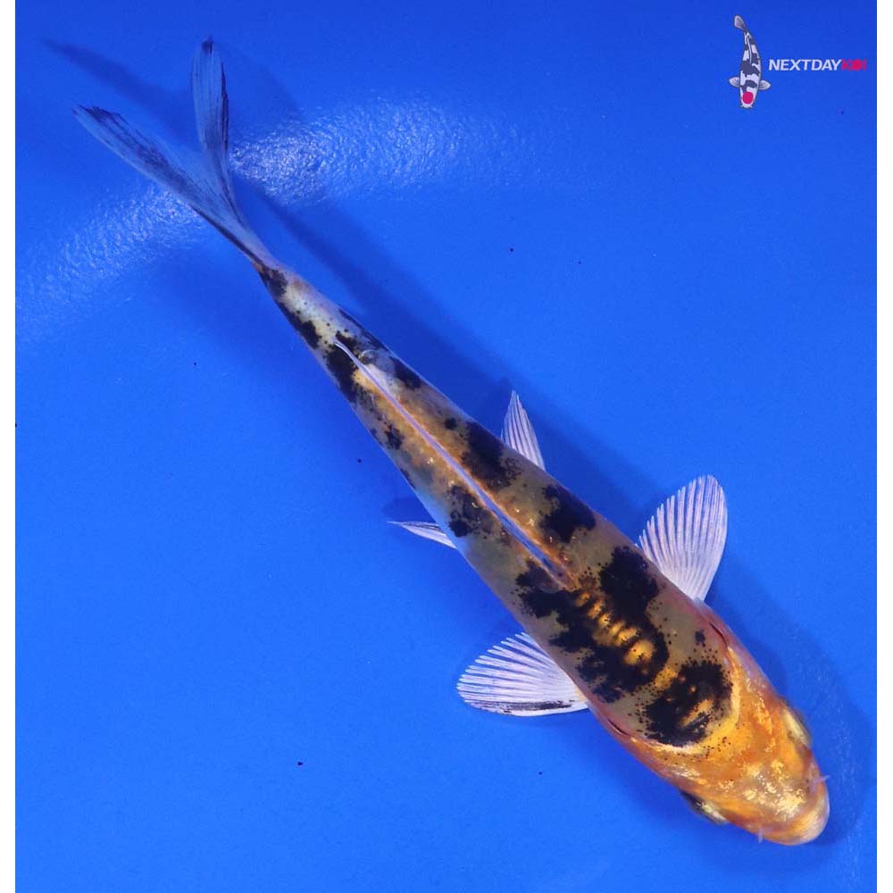 4” Imported Heisei Nishiki