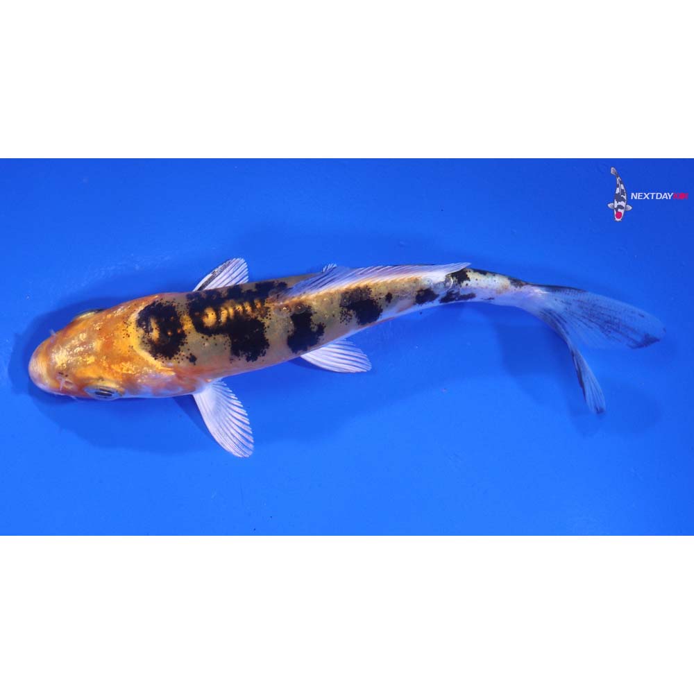 4” Imported Heisei Nishiki