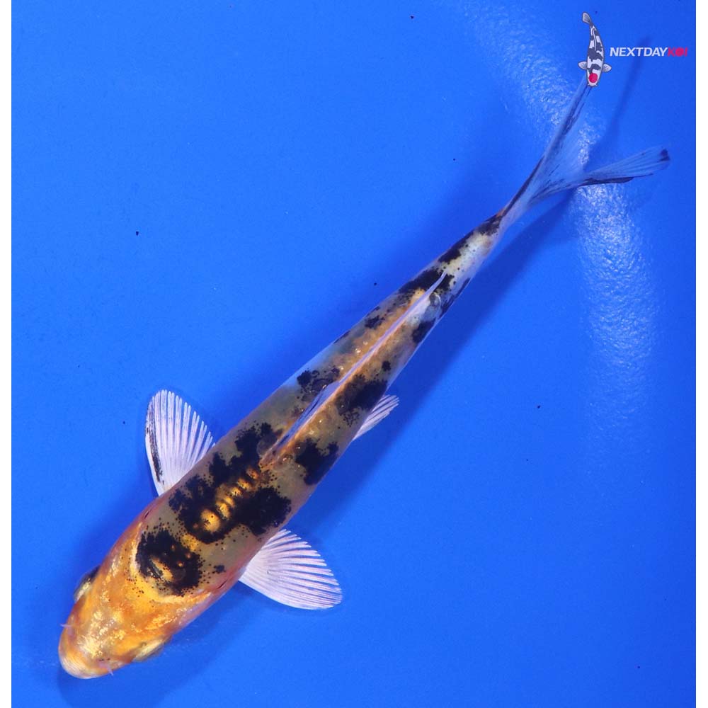 4” Imported Heisei Nishiki