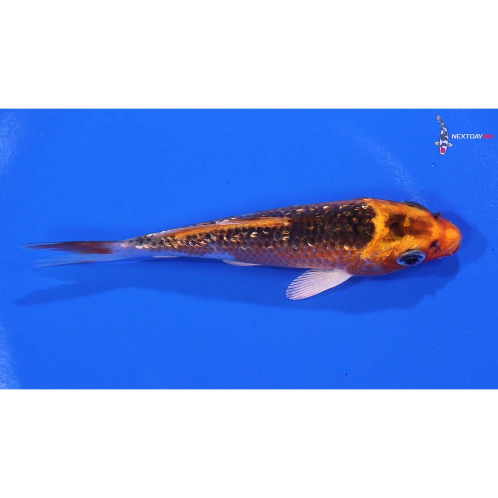 4” Imported Gin Rin Kujaku