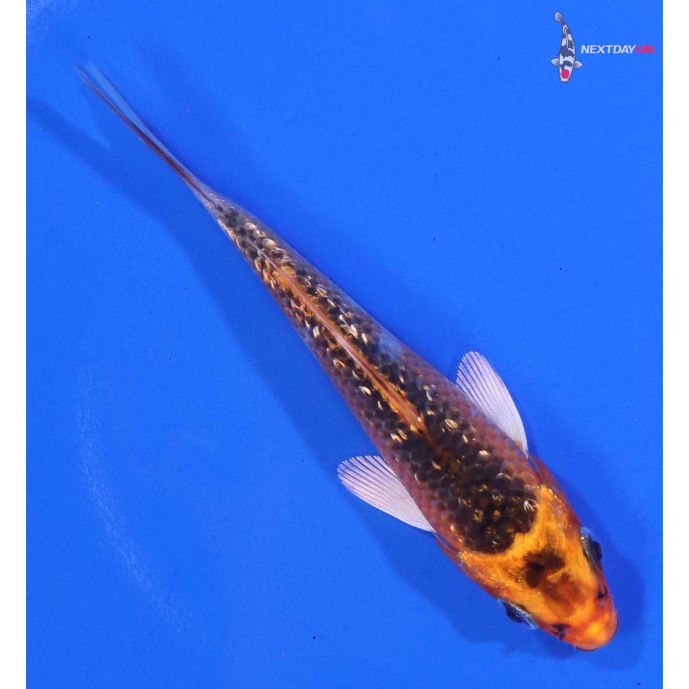 4” Imported Gin Rin Kujaku