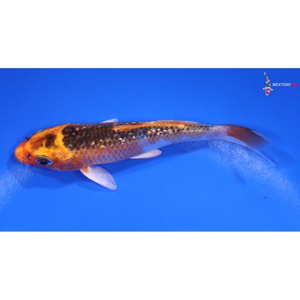 4” Imported Gin Rin Kujaku