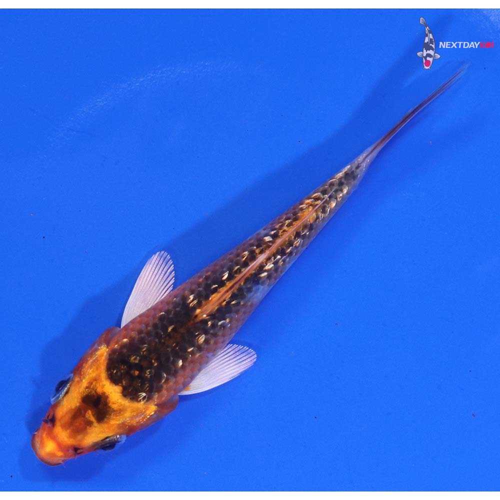 4” Imported Gin Rin Kujaku