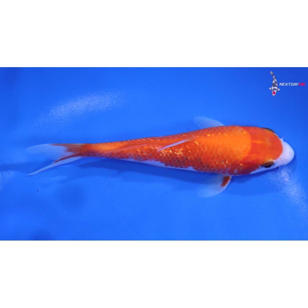 4.5” Imported Gin Rin Kohaku