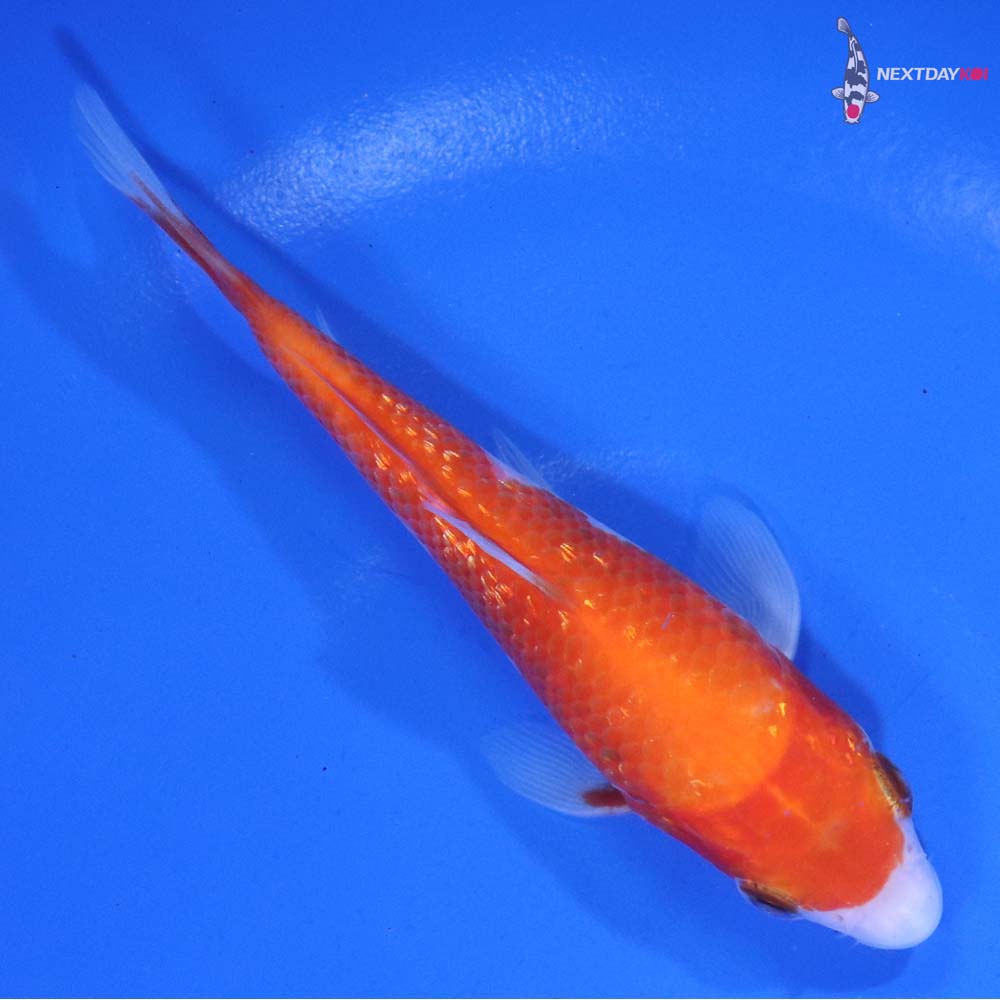 4.5” Imported Gin Rin Kohaku