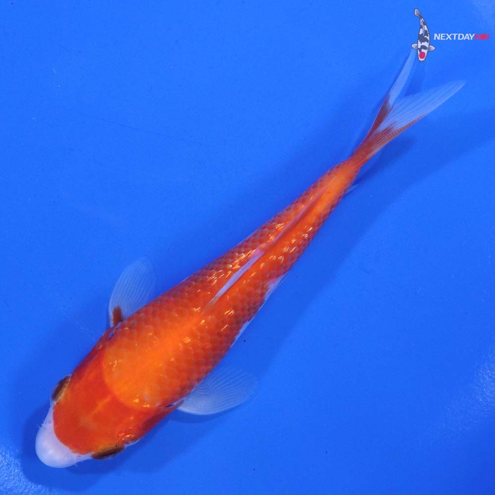 4.5” Imported Gin Rin Kohaku