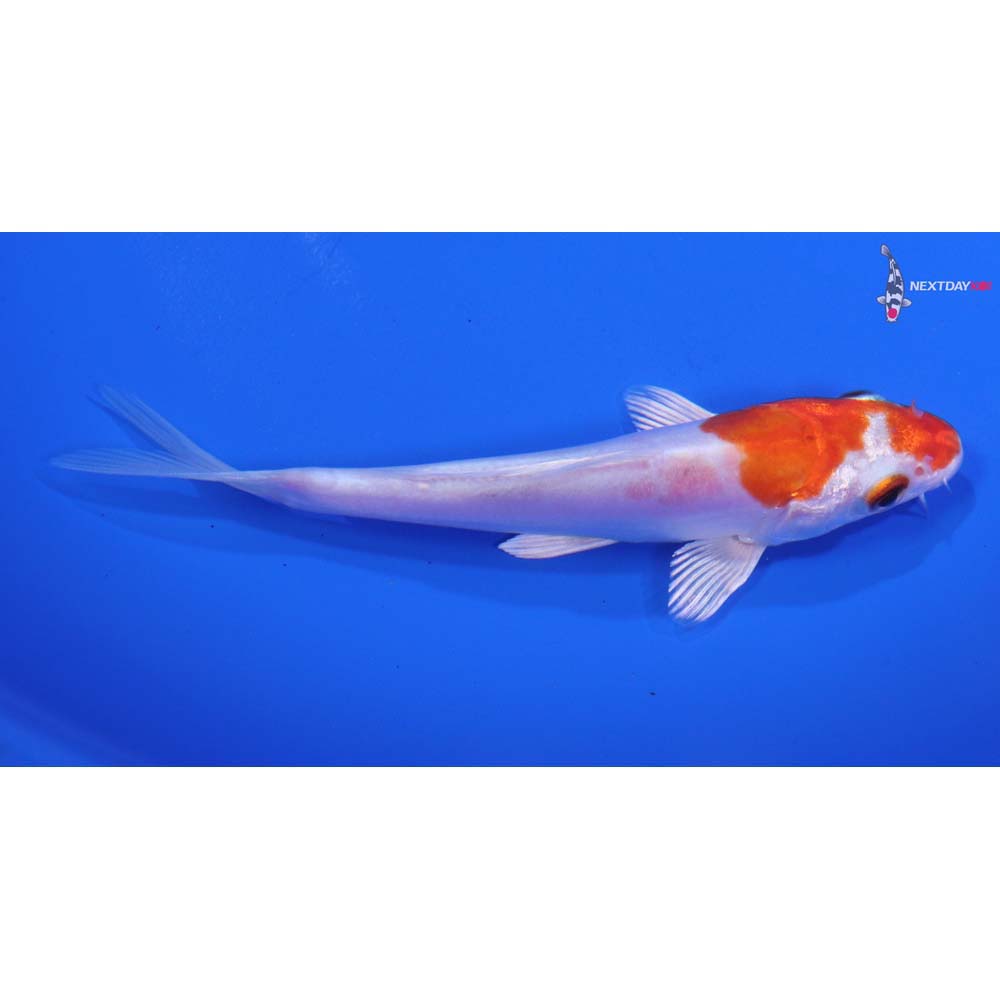 4.5” Imported Kikusui