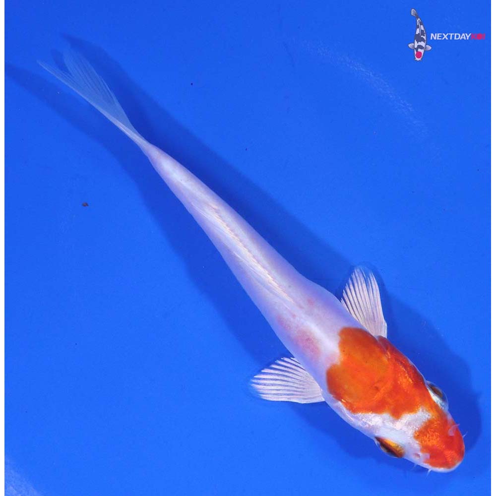 4.5” Imported Kikusui