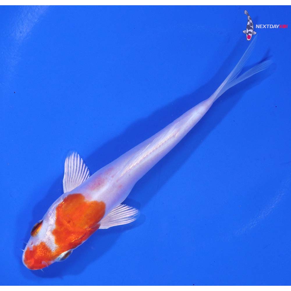 4.5” Imported Kikusui