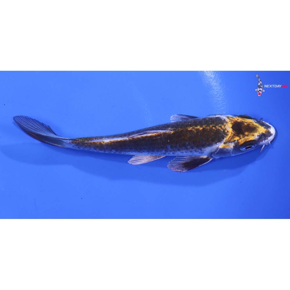 5” Imported Kujaku