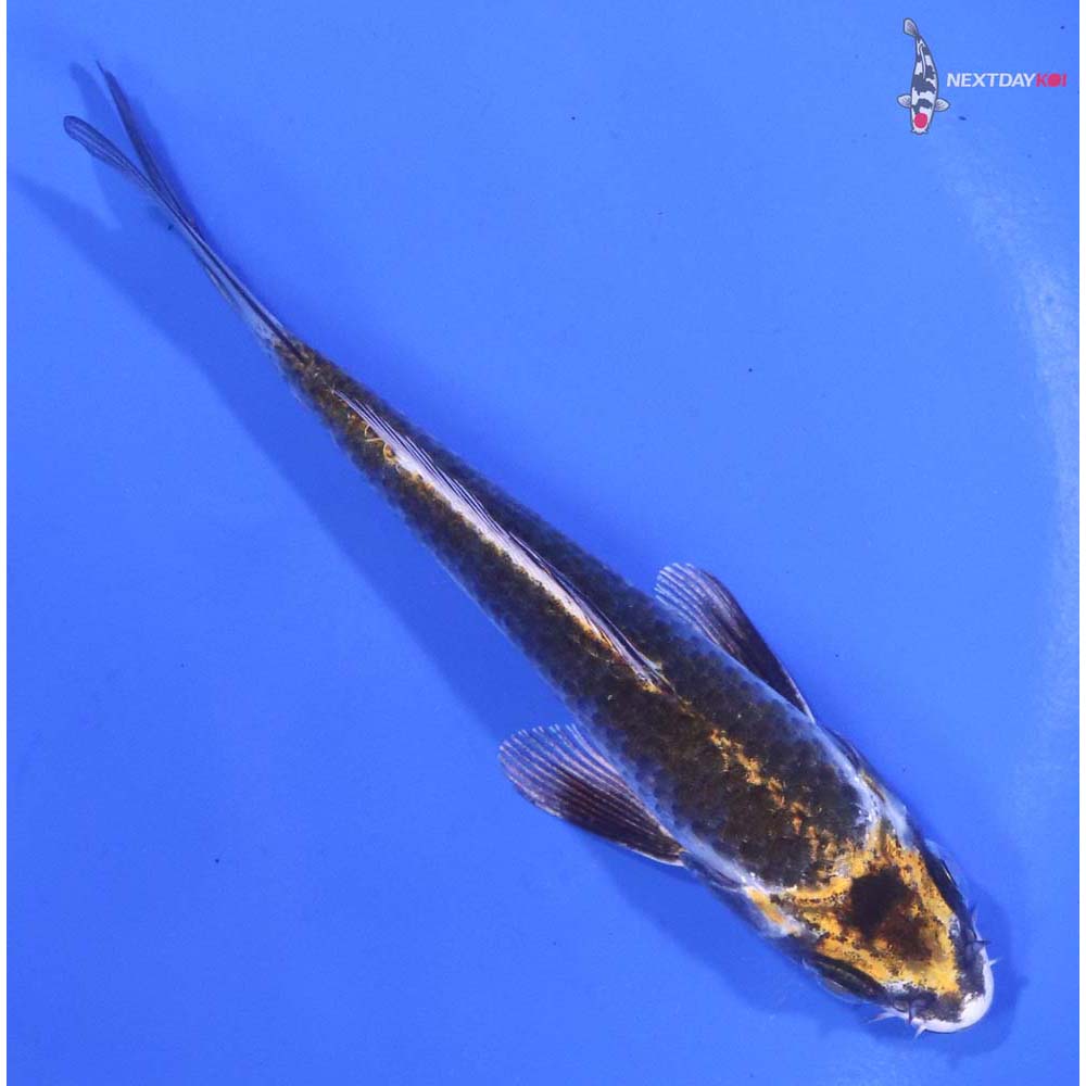 5” Imported Kujaku