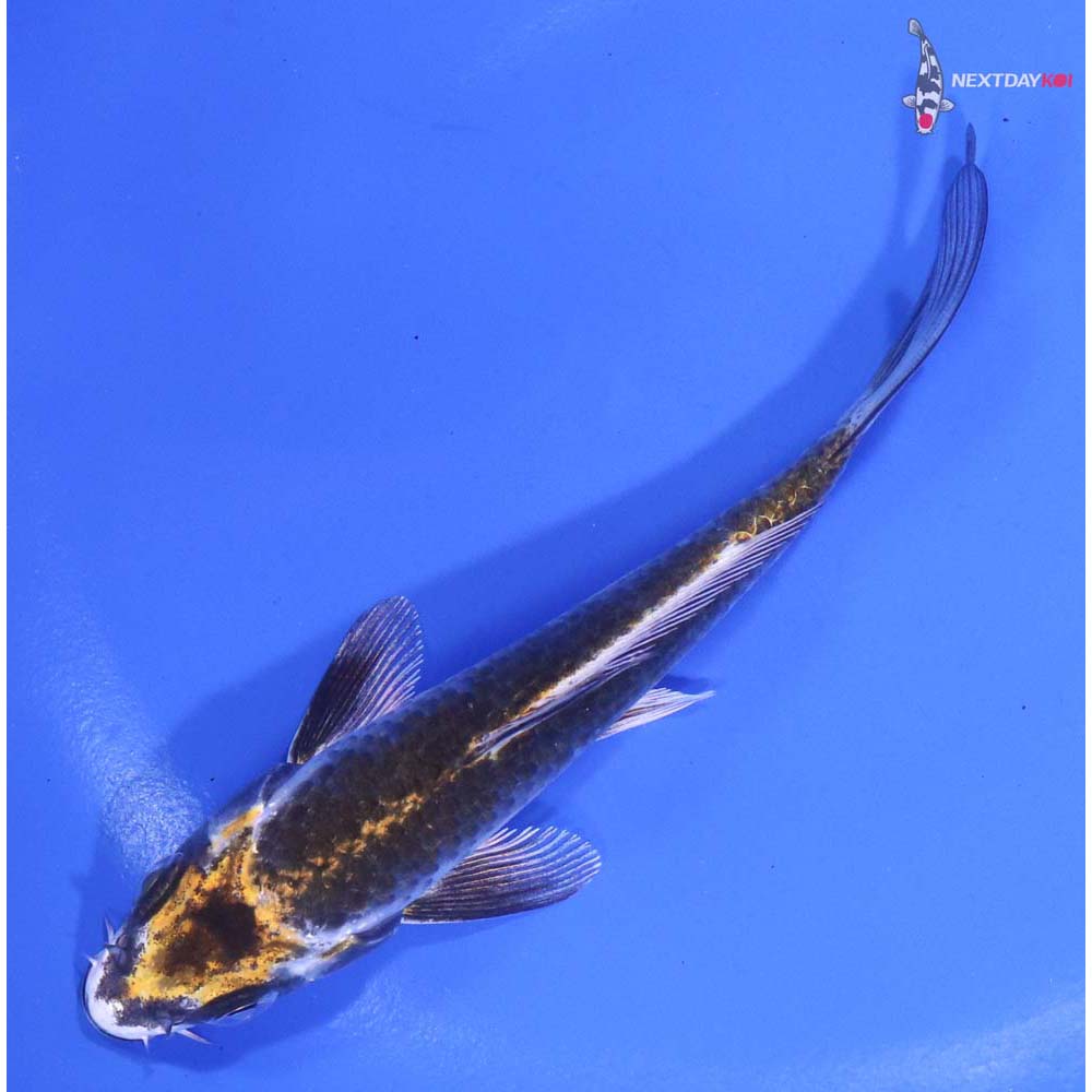 5” Imported Kujaku