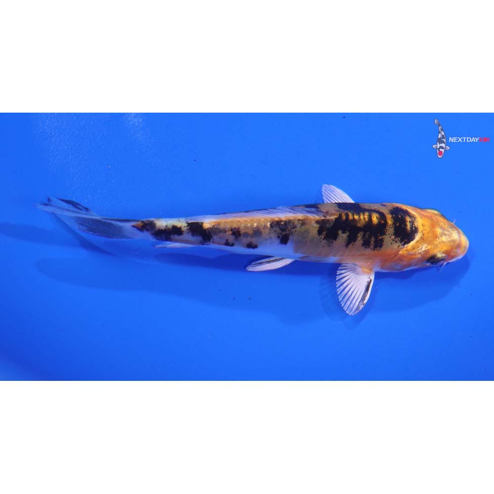 4” Imported Heisei Nishiki