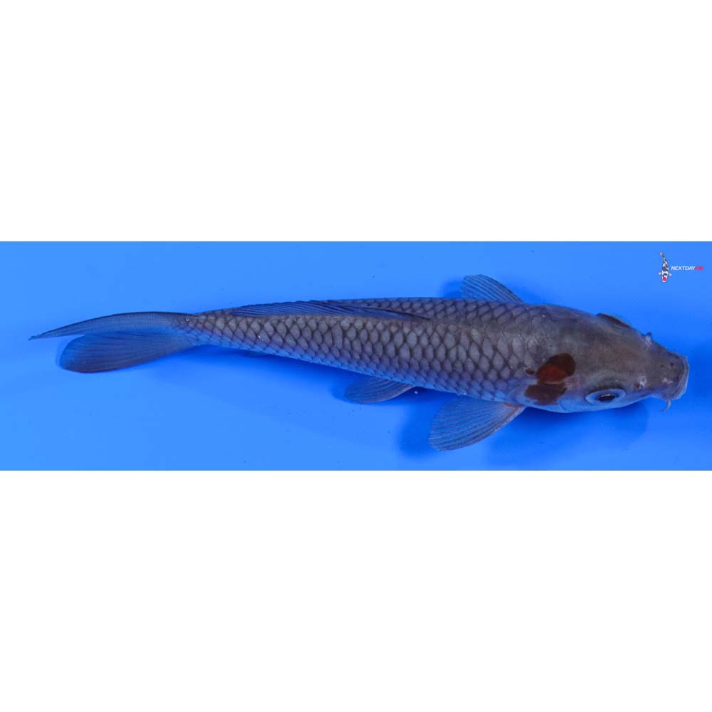 5” Imported Ochiba Shigure