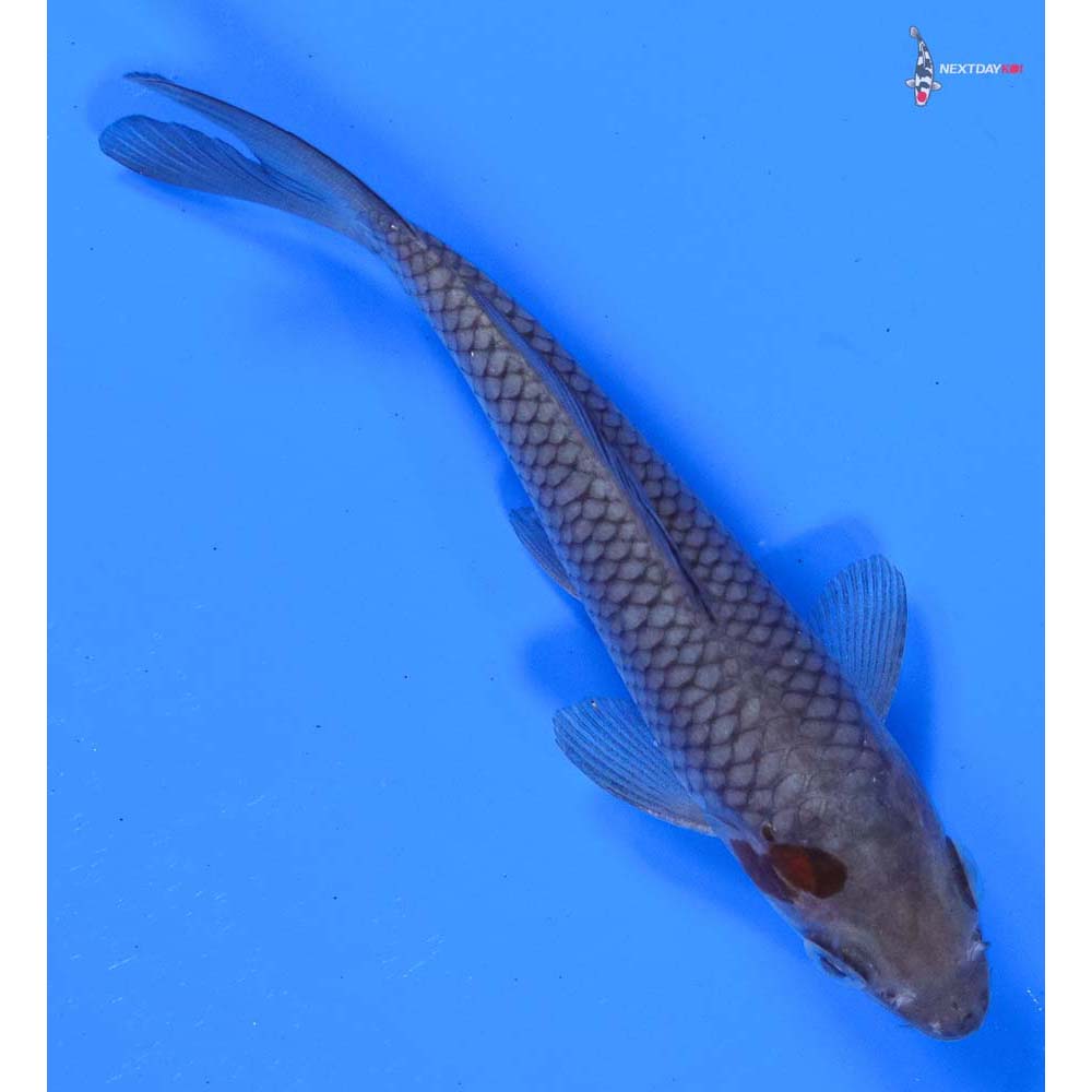 5” Imported Ochiba Shigure