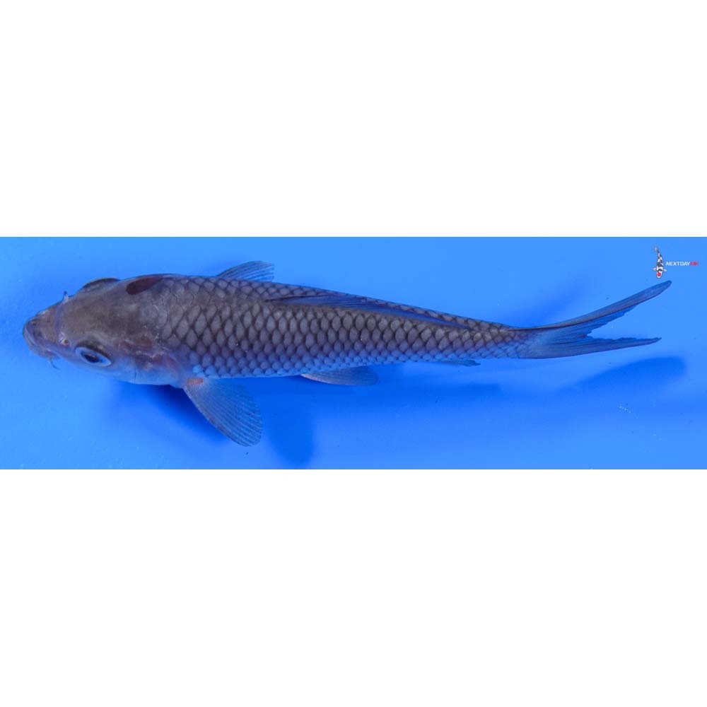 5” Imported Ochiba Shigure