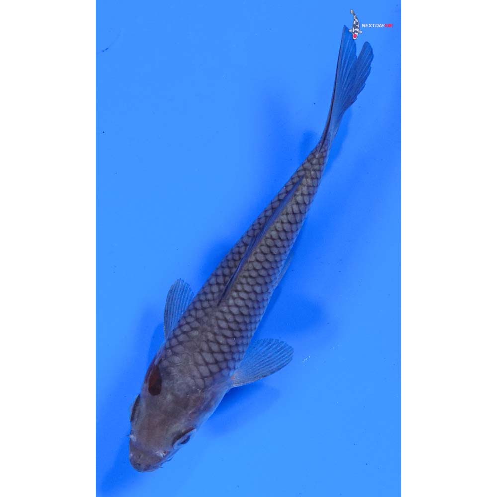 5” Imported Ochiba Shigure